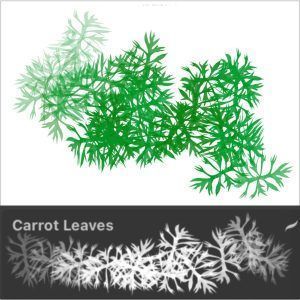 Carrot leaves ＊ Procreate Brush